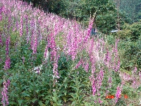 DSC07368.JPG