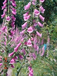 DSC07370.JPG